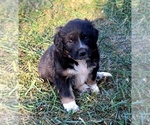 Puppy Dot Border Collie-Newfoundland Mix