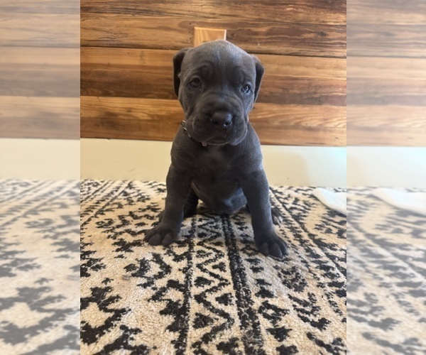 Medium Photo #5 Cane Corso Puppy For Sale in BARBOURSVILLE, VA, USA