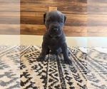 Small Photo #49 Cane Corso Puppy For Sale in BARBOURSVILLE, VA, USA
