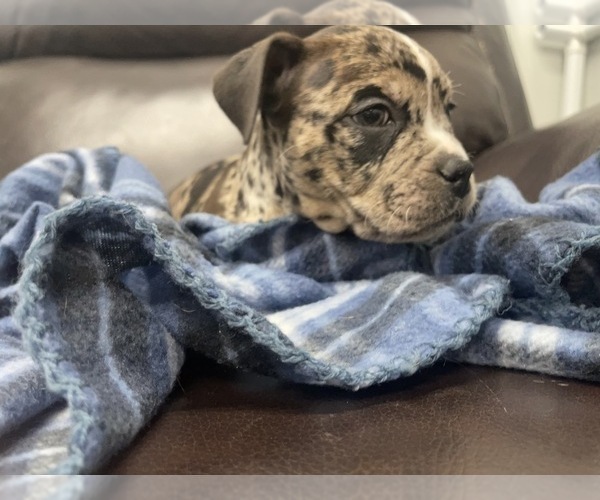 Medium Photo #42 American Bully Puppy For Sale in REESEVILLE, WI, USA