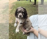 Puppy 1 Cockapoo (Toy)