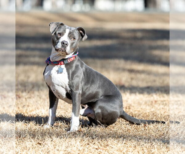 Medium Photo #2 American Pit Bull Terrier-Unknown Mix Puppy For Sale in Spring Lake, NC, USA
