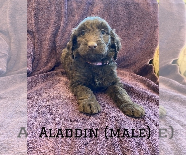 Medium Photo #17 Labradoodle Puppy For Sale in BLACK FOREST, CO, USA