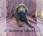 Small Photo #17 Labradoodle Puppy For Sale in BLACK FOREST, CO, USA