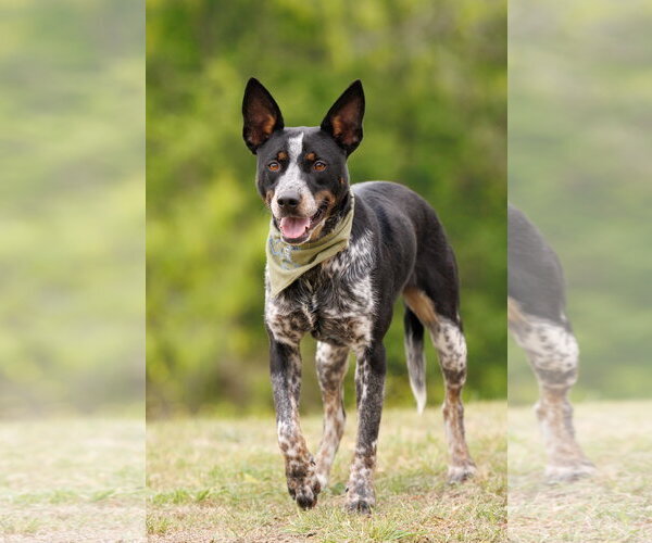 Medium Photo #2 Mutt Puppy For Sale in McKinney, TX, USA