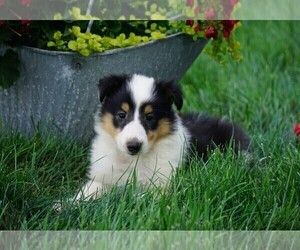 Collie Puppy for sale in FREDERICKSBG, OH, USA