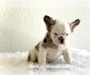 French Bulldog Puppy for sale in MERIDEN, CT, USA