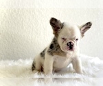 Small French Bulldog
