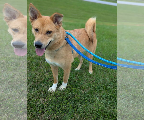 Medium Photo #12 Mutt Puppy For Sale in Holly Springs, NC, USA