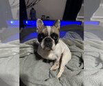 Small Photo #1 French Bulldog Puppy For Sale in Uwchlan, PA, USA