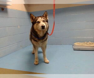 Siberian Husky-Unknown Mix Dogs for adoption in Moreno Valley, CA, USA