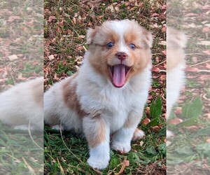 Miniature American Shepherd Puppy for sale in SPENCER, TN, USA