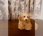 Small #3 Cavapoo