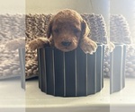 Small #11 Goldendoodle (Miniature)