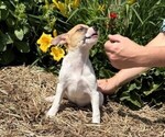 Small #2 Jack Russell Terrier
