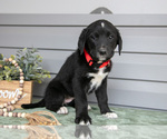 Puppy Kate Bernedoodle-Labrador Retriever Mix