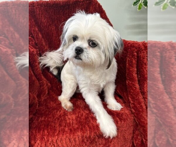 Medium Photo #1 Shih Tzu-Unknown Mix Puppy For Sale in Meridian, MS, USA