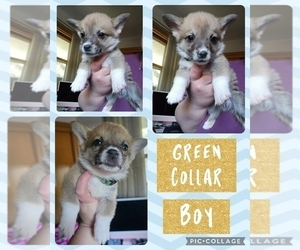 Pembroke Welsh Corgi Puppy for sale in URBANA, IL, USA