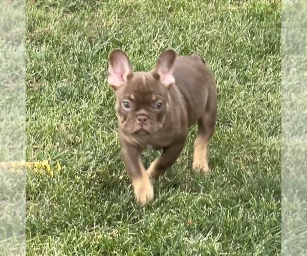 Medium Photo #1 French Bulldog Puppy For Sale in BRIGHTON, CO, USA