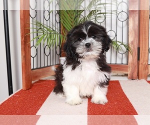 Shih Tzu Puppy for sale in NAPLES, FL, USA