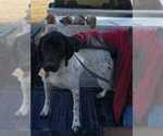 Small Photo #1 German Shorthaired Pointer Puppy For Sale in RICHMOND, MO, USA