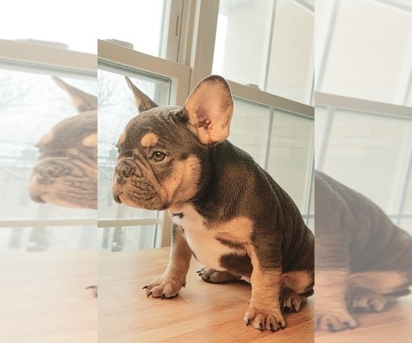 Medium Photo #9 French Bulldog Puppy For Sale in MANHATTAN, NY, USA