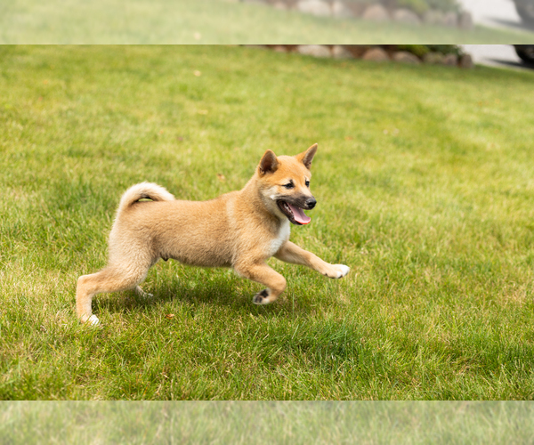 Medium Photo #4 Shiba Inu Puppy For Sale in MILLERSBURG, IN, USA