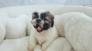 Shih Tzu Puppy for sale in LA MIRADA, CA, USA