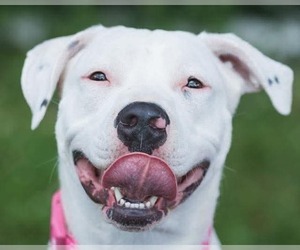 Thia - Female American Pit Bull Terrier-Unknown Mix Dog for Adoption - Photo #5