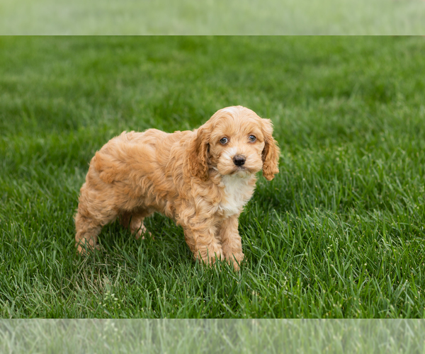 Medium Photo #4 Cockapoo (Miniature) Puppy For Sale in NAPPANEE, IN, USA