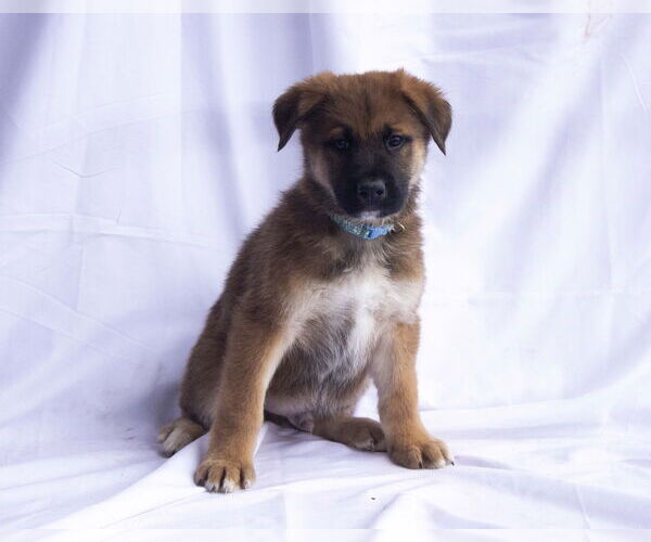 Medium Photo #3 German Shepherd Dog-Unknown Mix Puppy For Sale in Cottonwood, AZ, USA