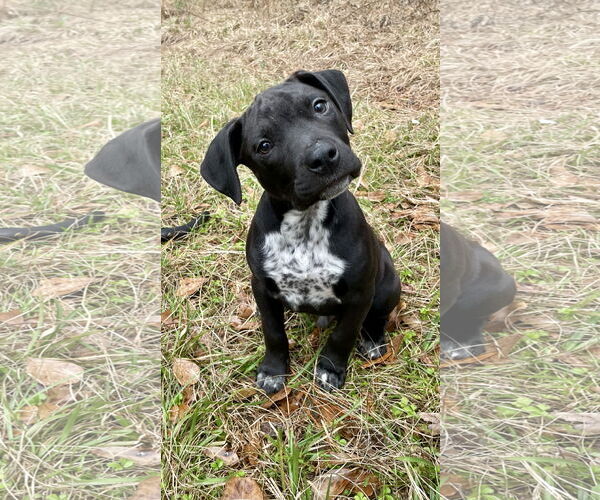 Medium Photo #2 American Pit Bull Terrier-Unknown Mix Puppy For Sale in Slidell, LA, USA