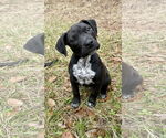 Small #1 American Pit Bull Terrier Mix