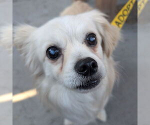 Pekingese-Unknown Mix Dogs for adoption in Fargo, ND, USA