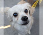 Small Pekingese Mix