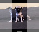 Small Photo #5 Pug Puppy For Sale in HOUSTON, TX, USA