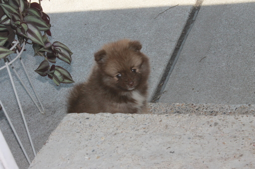 Medium Photo #1 Pomeranian Puppy For Sale in MIDDLETOWN, OH, USA