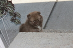 Small Photo #1 Pomeranian Puppy For Sale in MIDDLETOWN, OH, USA