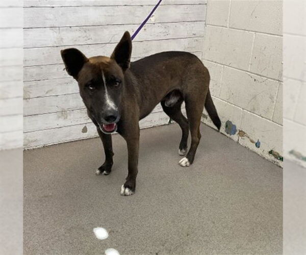 Medium Photo #1 Mutt Puppy For Sale in San Bernardino, CA, USA