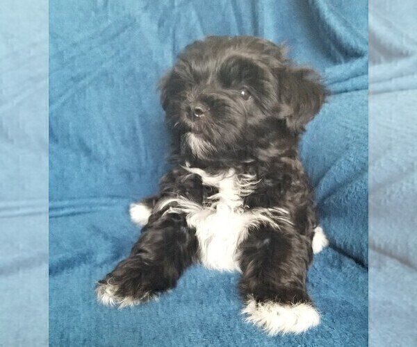 Medium Photo #36 Morkie Puppy For Sale in HOLLAND, MI, USA