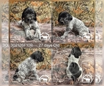 Small Photo #35 German Shorthaired Pointer Puppy For Sale in MOYIE SPRINGS, ID, USA