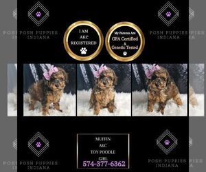 Poodle (Miniature) Puppy for sale in WARSAW, IN, USA