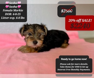 Morkie Puppy for sale in TUCSON, AZ, USA
