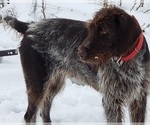 Small #8 German Wirehaired Pointer