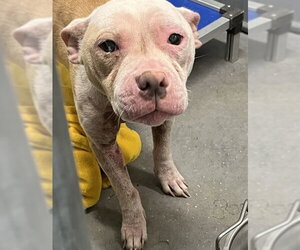 American Bulldog-Unknown Mix Dogs for adoption in Tavares, FL, USA