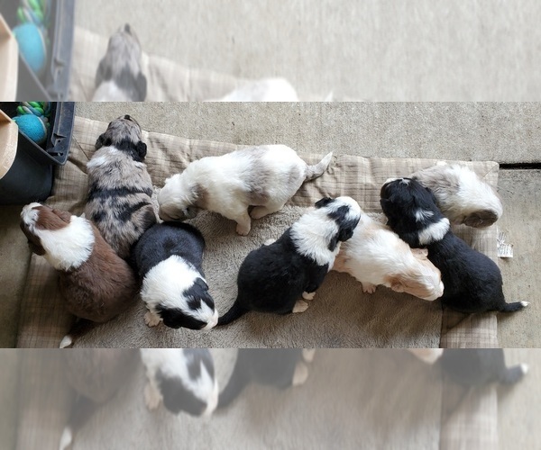 Medium Photo #2 Australian Shepherd Puppy For Sale in NEW IBERIA, LA, USA