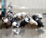 Small Photo #2 Australian Shepherd Puppy For Sale in NEW IBERIA, LA, USA