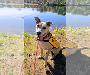 Labrador Retriever-Unknown Mix Dogs for adoption in Rockaway, NJ, USA