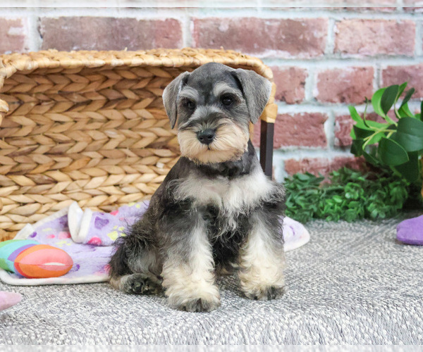 Medium Photo #1 Schnauzer (Miniature) Puppy For Sale in SYRACUSE, IN, USA