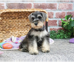Small Schnauzer (Miniature)